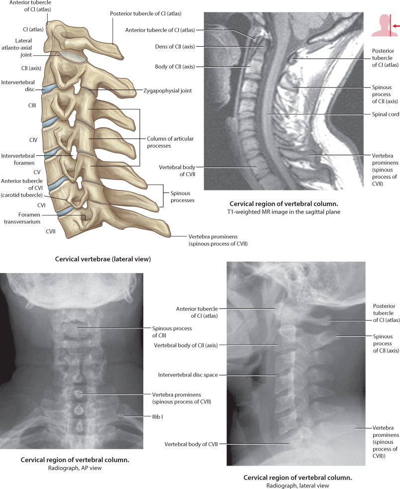 spinal cord anatomy (6).jpg